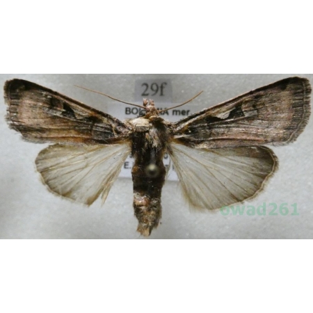 Xestia c-nigrum (Linnaeus, 1758) Rolnica panewka Czech29f